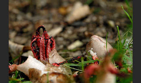 Tintenfischpilz (Clathrus archeri)