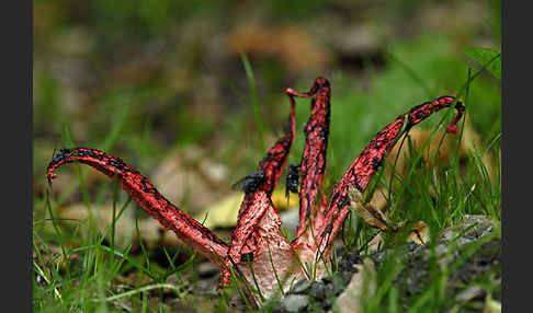 Tintenfischpilz (Clathrus archeri)