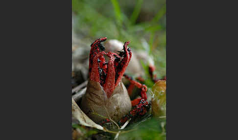 Tintenfischpilz (Clathrus archeri)