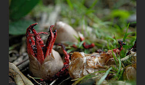 Tintenfischpilz (Clathrus archeri)