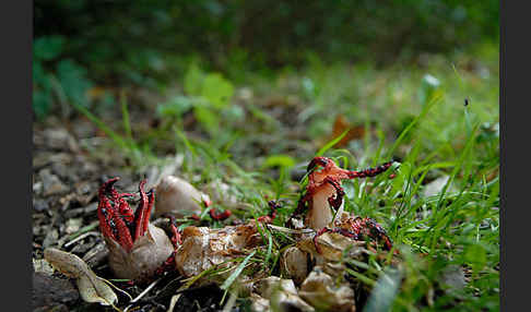 Tintenfischpilz (Clathrus archeri)