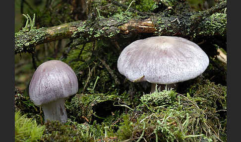 Lila Dickfuß (Cortinarius traganus)