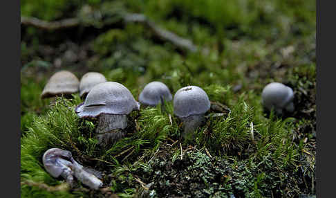 Lila Dickfuß (Cortinarius traganus)