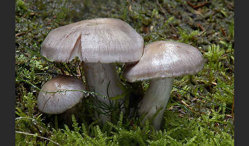 Lila Dickfuß (Cortinarius traganus)