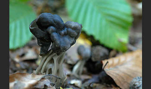 Gruben-Lorchel (Helvella lacunosa)