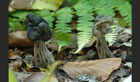 Gruben-Lorchel (Helvella lacunosa)