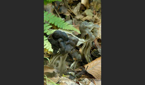 Gruben-Lorchel (Helvella lacunosa)