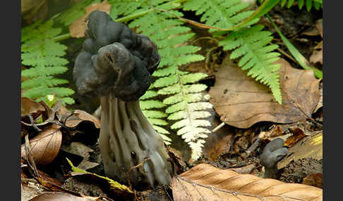 Gruben-Lorchel (Helvella lacunosa)