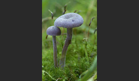 Violetter Lacktrichterling (Laccaria amethystea)