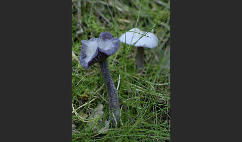 Violetter Lacktrichterling (Laccaria amethystea)