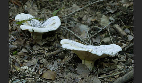 Wolliger Milchling (Lactarius vellereus)