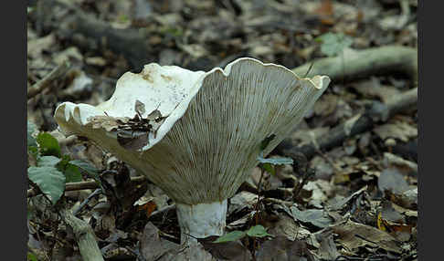 Wolliger Milchling (Lactarius vellereus)