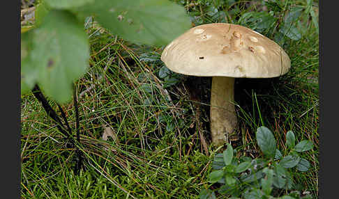 Birkenpilz (Leccinum scabrum)