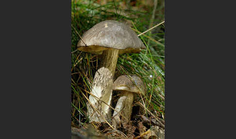 Birkenpilz (Leccinum scabrum)