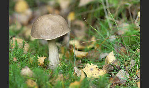 Birkenpilz (Leccinum scabrum)