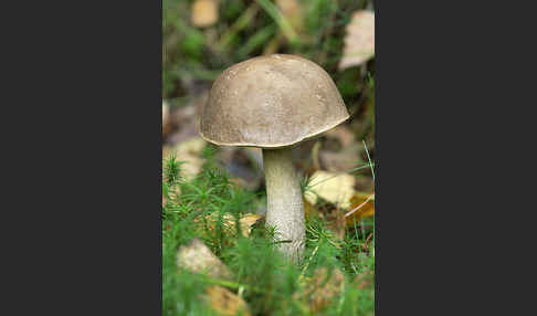 Birkenpilz (Leccinum scabrum)