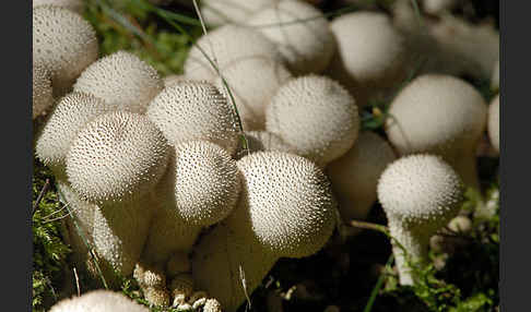 Flaschenstäubling (Lycoperdon perlatum)