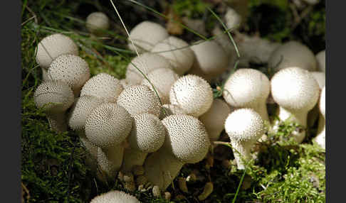 Flaschenstäubling (Lycoperdon perlatum)