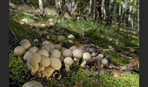 Flaschenstäubling (Lycoperdon perlatum)