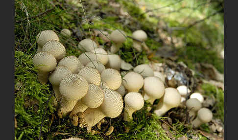 Flaschenstäubling (Lycoperdon perlatum)