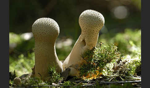 Flaschenstäubling (Lycoperdon perlatum)