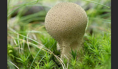 Flaschenstäubling (Lycoperdon perlatum)