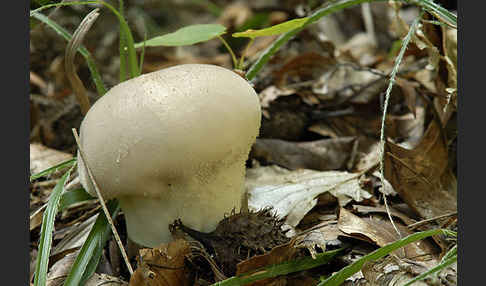 Stäubling spec. (Lycoperdon spec.)