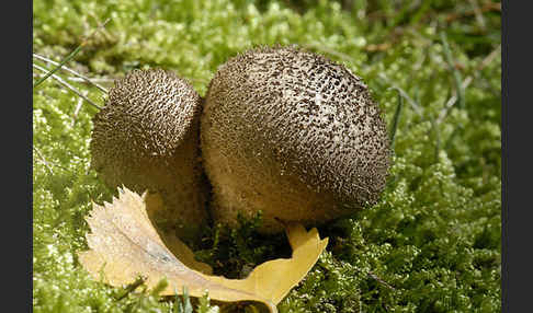 Bräunlicher Stäubling (Lycoperdon umbrinum)