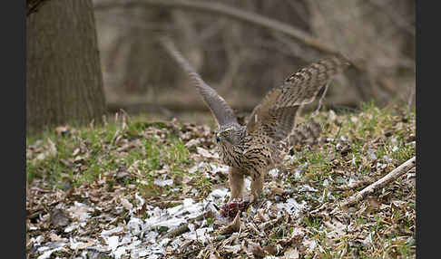 Habicht (Accipiter gentilis)