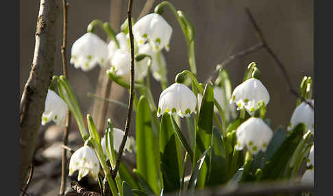 Frühlings-Knotenblume (Leucojum vernum)