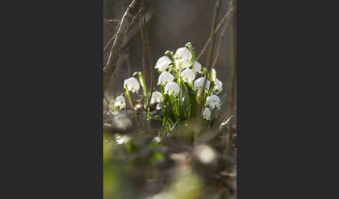 Frühlings-Knotenblume (Leucojum vernum)