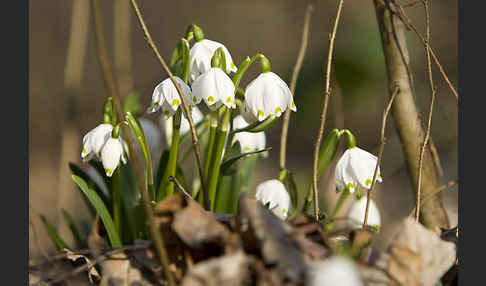 Frühlings-Knotenblume (Leucojum vernum)