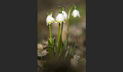 Frühlings-Knotenblume (Leucojum vernum)