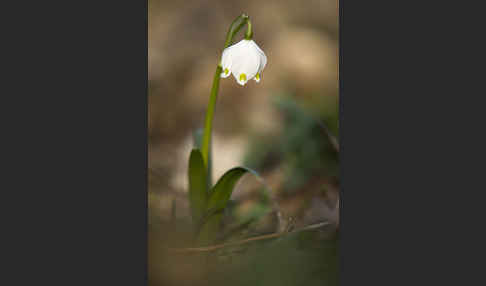 Frühlings-Knotenblume (Leucojum vernum)