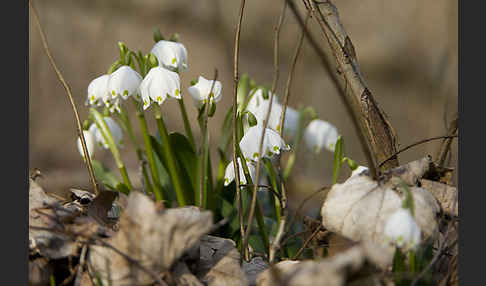 Frühlings-Knotenblume (Leucojum vernum)