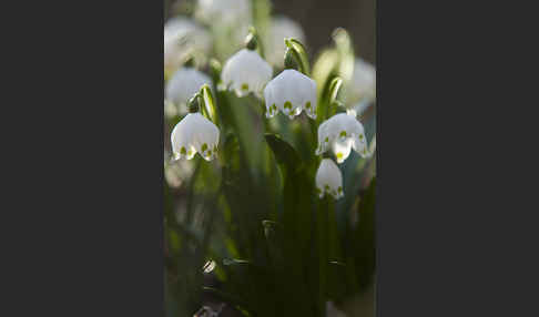 Frühlings-Knotenblume (Leucojum vernum)