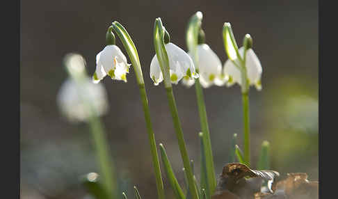 Frühlings-Knotenblume (Leucojum vernum)