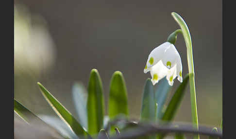 Frühlings-Knotenblume (Leucojum vernum)