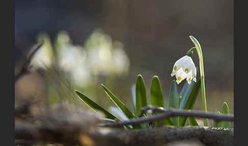 Frühlings-Knotenblume (Leucojum vernum)