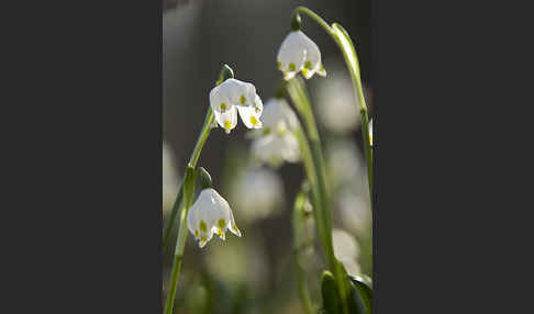 Frühlings-Knotenblume (Leucojum vernum)