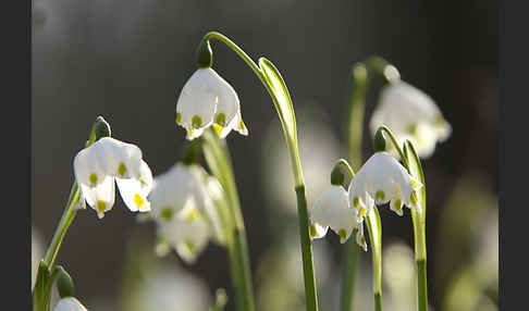 Frühlings-Knotenblume (Leucojum vernum)