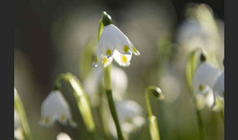 Frühlings-Knotenblume (Leucojum vernum)