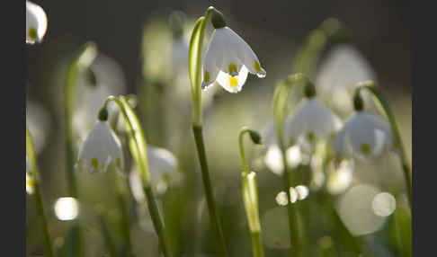 Frühlings-Knotenblume (Leucojum vernum)