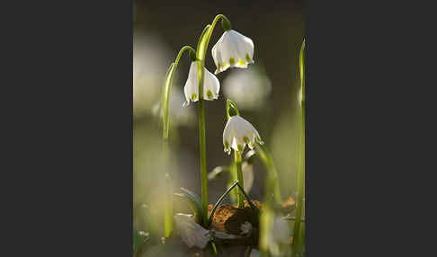 Frühlings-Knotenblume (Leucojum vernum)