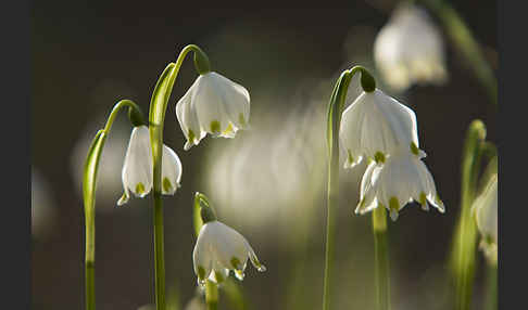 Frühlings-Knotenblume (Leucojum vernum)