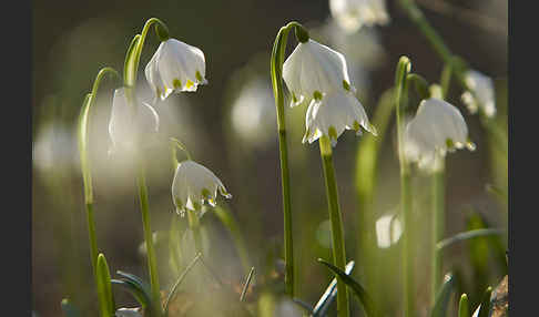 Frühlings-Knotenblume (Leucojum vernum)