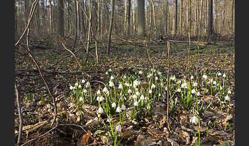 Frühlings-Knotenblume (Leucojum vernum)