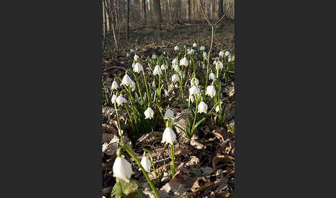 Frühlings-Knotenblume (Leucojum vernum)