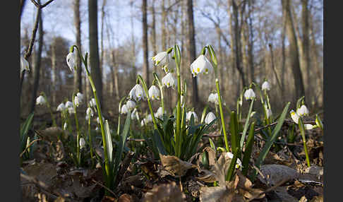 Frühlings-Knotenblume (Leucojum vernum)