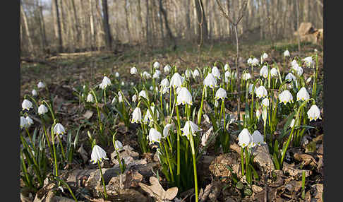 Frühlings-Knotenblume (Leucojum vernum)